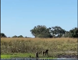 Bị khỉ đầu chó đánh hội đồng, cá sấu bỏ lại con mồi chạy trốn

